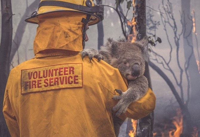 Here’s How To Help Australia: All You Need To Know About Rescue & Recovery Groups